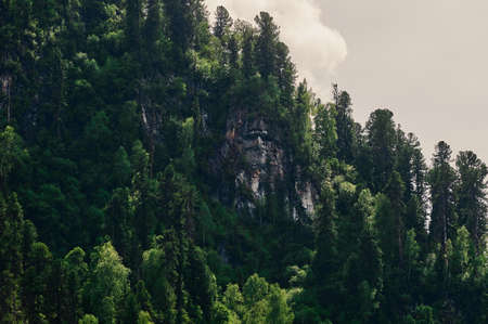 Healthy green trees in a forest of old spruce, fir and pine. Spruce trees down the hill to...