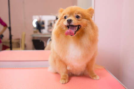 grooming dogs Spitz Pomeranian in the cabin.の写真素材