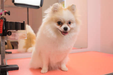 grooming dogs Spitz Pomeranian in the cabin.の写真素材