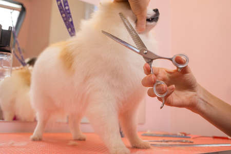 grooming dogs Spitz Pomeranian in the cabin.の写真素材