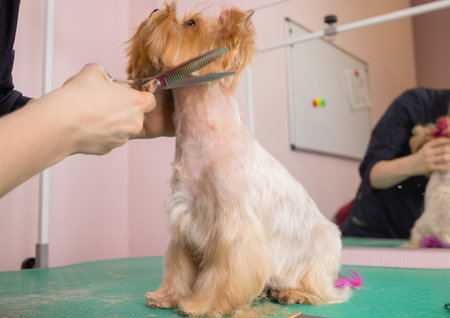 yorkshire terrier getting his hair cut at the groomer.の写真素材