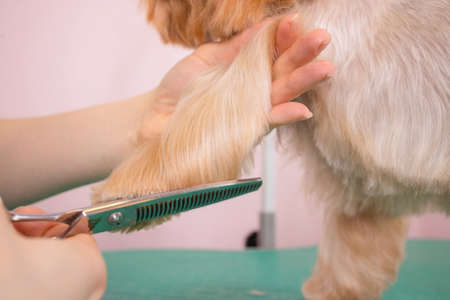 yorkshire terrier getting his hair cut at the groomer.