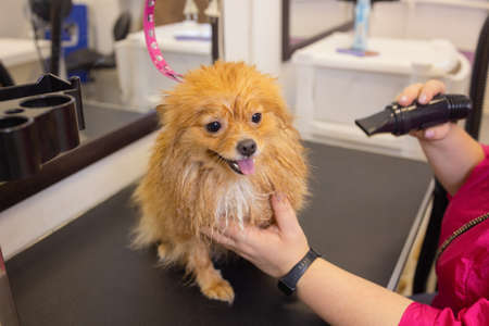 Pomeranian spitz in dog salon.Female hands using hair dryer on cute dog in salon.の写真素材