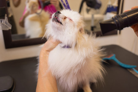 Pomeranian spitz in dog salon.Female hands using hair dryer on cute dog in salon.の写真素材