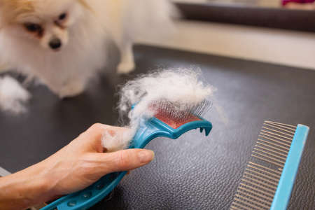 Female hand with furminator combing German spitz pomeranian dog fur, closeup. A pile of wool, hair and grooming tool in background. Concept of seasonal pet molting, dog and cat care at home.の写真素材