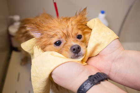 Bathing a dog in the bathroom under the shower. Grooming animals, grooming, drying and styling dogs, combing wool. Grooming master cuts and shaves, cares for a dog.の写真素材