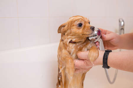 Bathing a dog in the bathroom under the shower. Grooming animals, grooming, drying and styling dogs, combing wool. Grooming master cuts and shaves, cares for a dog.の写真素材