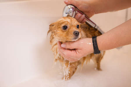 Bathing a dog in the bathroom under the shower. Grooming animals, grooming, drying and styling dogs,...