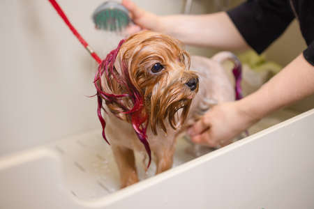 washing yorkshire terrier in front of haircut professional hairdresser. dog wash before shearing.の写真素材