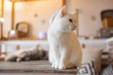 Beautiful pet cat sitting on table at home looking at camera. Relaxing fluffy hairy striped domestic animal.の写真素材