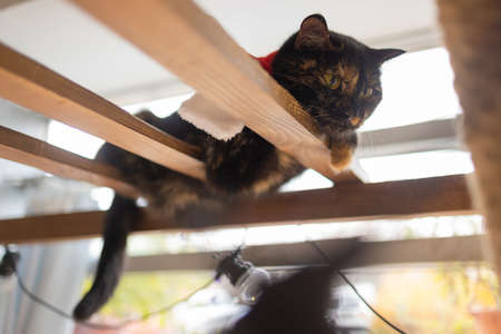 British short hair Silver shaded cat lying lazy in hammock.の写真素材