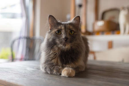 Beautiful pet cat sitting on table at home looking at camera. Relaxing fluffy hairy striped domestic animal.の写真素材
