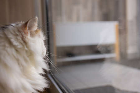 Adorable tabby cat sitting on kitchen floor staring at camera.の写真素材