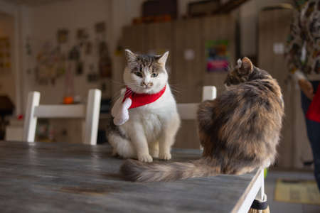 Cute cat in Santa Claus hat against blurred Christmas lights.の写真素材