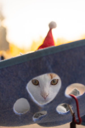 Cute cat in Santa Claus hat against blurred Christmas lights.