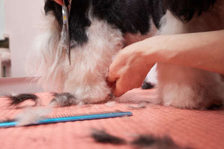 Female groomer brushing Shih Tzu at grooming salon.の写真素材