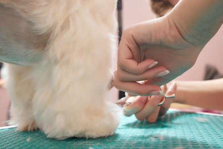 Female groomer brushing Shih Tzu at grooming salon.