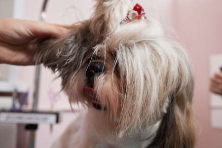 Female groomer brushing Shih Tzu at grooming salon.