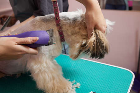 Female groomer brushing Shih Tzu at grooming salon.の写真素材