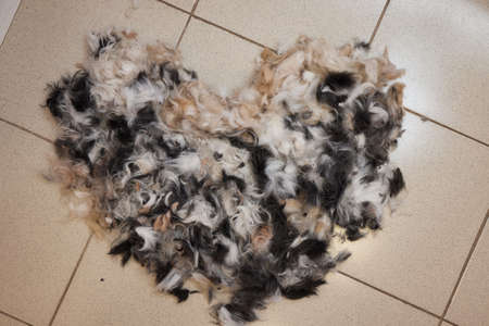 cleaning and sweeping the beauty salon for animals after grooming. trimmed hair wool after cutting.