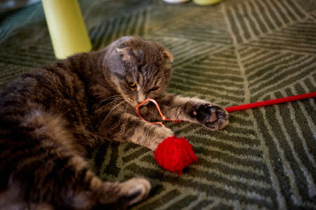 The kitten plays with a rope on a wooden stick.