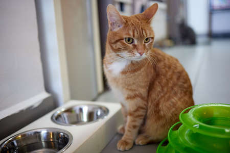 Cute cat near bowls with food and drink at home.の写真素材