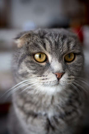 Lop-eared Scittish grey cat close-up. Darling. homeの写真素材