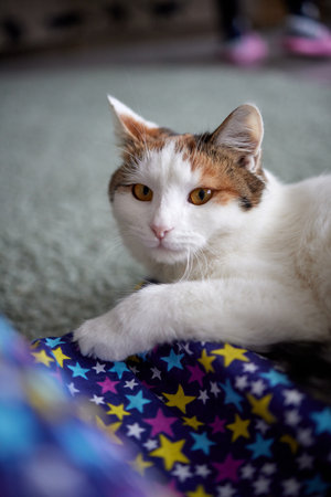 A selective focus shot of a cute Anatolian cat in a cattery.