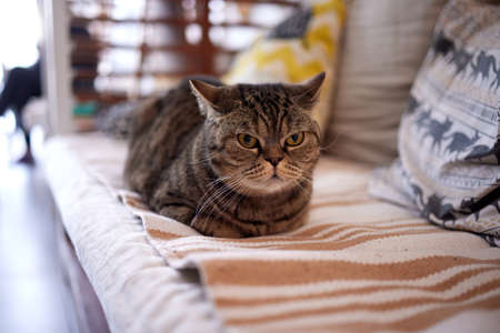 cat with stripes sits on the couch and looks directly at the camera.