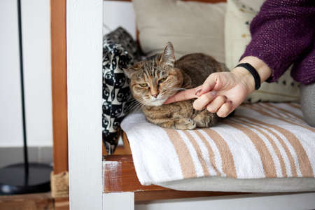 Close up of a cute sleeping kitty-cat in the womans hands. Woman stroking her lovely little pet. Indoor.の写真素材