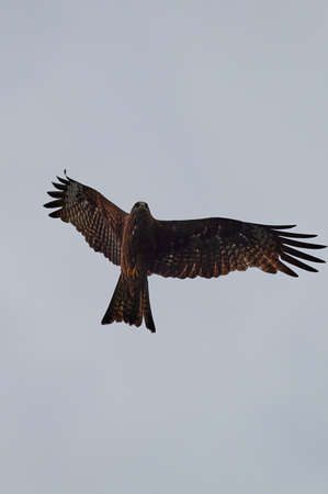 A detailed portrait of Red kite, bird of prey. Land with outspread wings on a stump. Side view.