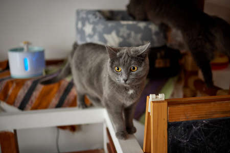 A furry striped cat sits on a chair and tries to hit someone with a clawed paw.の写真素材