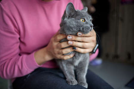 ginger kitten lying in the hands of man.の写真素材