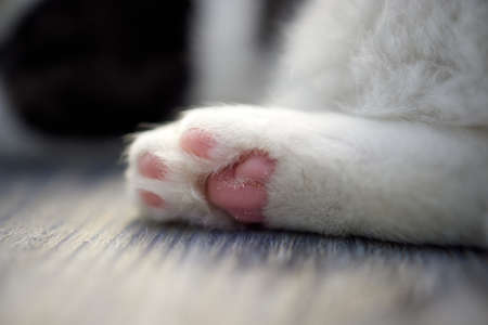 Close Up of a cat s paws, while white cat cleaned itself.