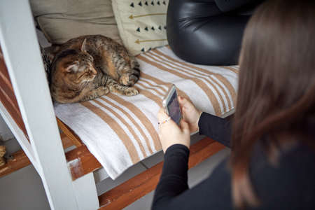 cat with stripes sits on the couch and looks directly at the camera.