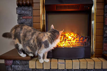 A cat in front of the fireplace.の写真素材