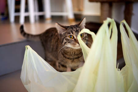 Beautiful cat looking through a plastic bag.の写真素材