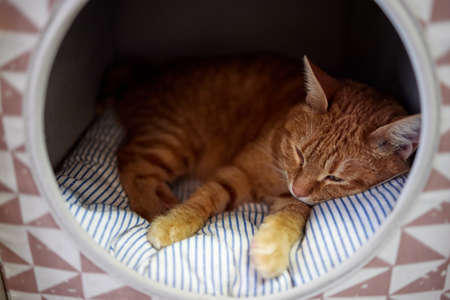 cat in cats house on floor looking to the right.の写真素材