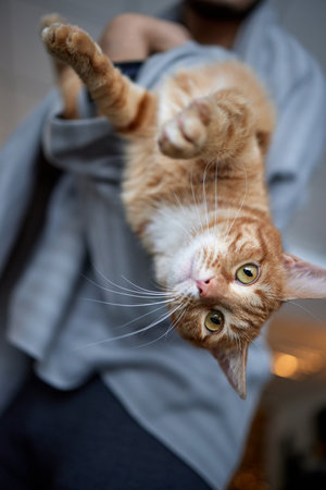 Young man in t shirt holding a cat.の写真素材