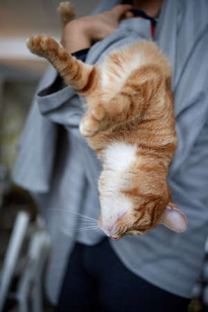 Young man in t shirt holding a cat.の写真素材