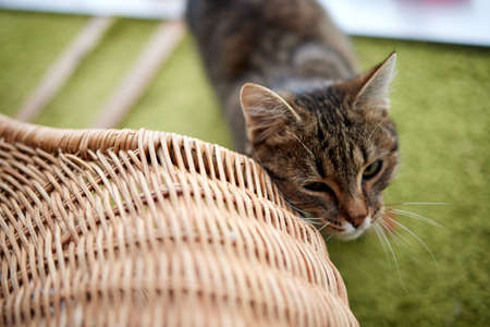 Cat with stripes, European cat, in beautiful apartment.の写真素材