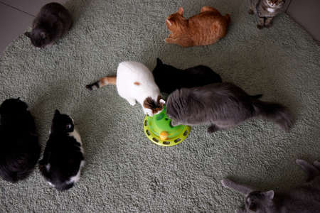 Turntable Cat Toy three layer. Funny Pet Toys Cat Crazy Ball Disk. Plate Play Disc Trilaminar.selective focus.の写真素材