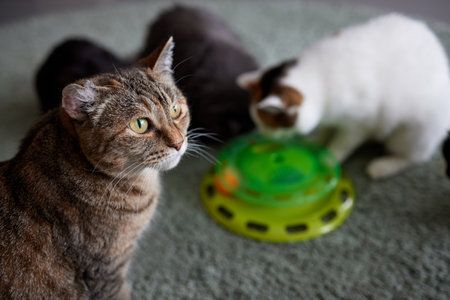 Turntable Cat Toy three layer. Funny Pet Toys Cat Crazy Ball Disk. Plate Play Disc Trilaminar.selective focus.の写真素材