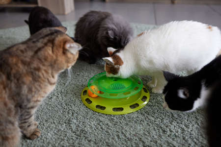 Turntable Cat Toy three layer. Funny Pet Toys Cat Crazy Ball Disk. Plate Play Disc Trilaminar.selective focus.の写真素材