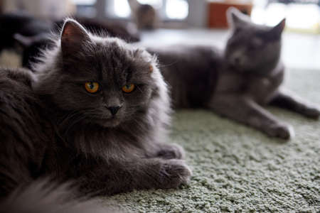 cat, lying on the rug, at home. Shelter for pets. Diseases, treatment of pedigree cats.