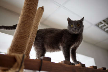 cat ruddy closeup on a wooden ladder, a pole, a hammock.の写真素材