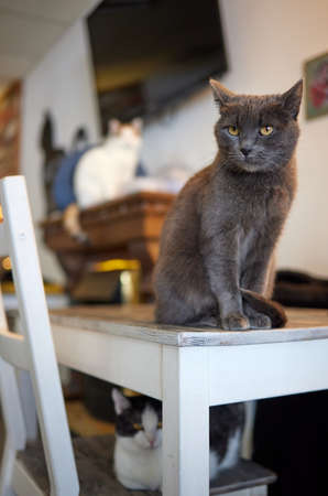 cat lying down on wooden table looking at camera.の写真素材