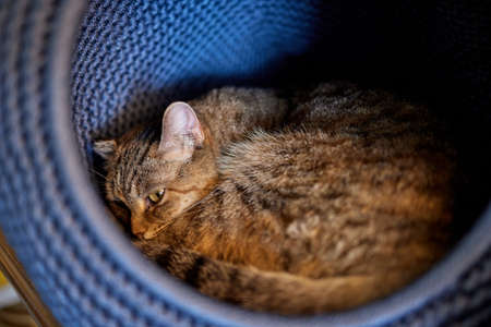cat in cats house on floor looking to the right.の写真素材
