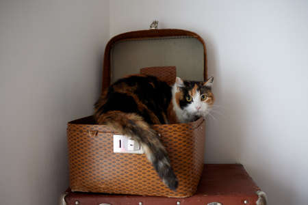 cat in cats house on floor looking to the right.の写真素材