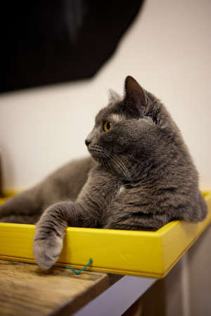 cat lying down on wooden table looking at camera.の写真素材